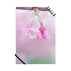 ゆる工房の河津桜 ノート