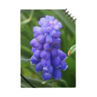 でおきしりぼ子の実験室のMuscari botryoides(1:1) ノート