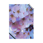 琴璃屋の桜(ソメイヨシノ) ノート