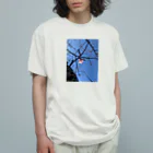 ロッキーMSK@A.B.Oの一輪ノ桜 オーガニックコットンTシャツ