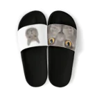 みきぞーん｜保護猫 ミッキー画伯と肉球とおともだちのhideyoshi Sandals