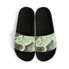 Fantastic FrogのFantastic Frog -Paper Money Version- Sandals