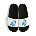 Cody the LovebirdのChubby Bird アオコンゴウインコ Sandals