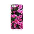 waikikiの風24hのpink rose スマホケース