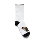 猫島のじかんの親猫の尻かじり子猫 Socks