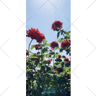 sAsA《空色風船物語*》の赤い薔薇と青い空 ソックス