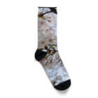 じょにーの桜〜交野〜 Socks