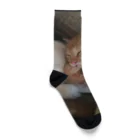 くまくま農園の茶トラ猫の頬杖 Socks