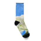 チエソーの紫陽花　白 Socks