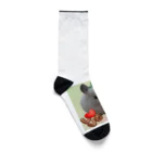 さおりんとチンチラのお家のらむくん Socks