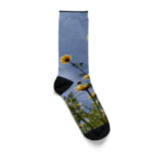 MMの黄色い春菊の花 Socks