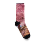 AQUAMETAVERSEの桜並木　なでしこ1478 Socks