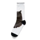 ふぇっとのうちの猫　弐 Socks