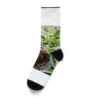 tizujonoboukenの自然豊か Socks