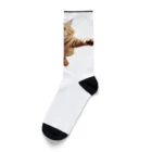 縞模様の飛び付きそうな猫 Socks