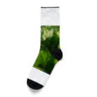 大地の宝物のほうれん草 Socks