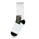 シンビジウムの丸まって寝る猫 Socks