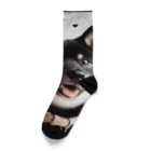 ANTARESの柴犬とありがとう Socks