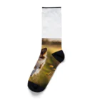 zigerparkのお花畑を駆ける犬 Socks