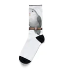 まめるりはことりのコザクラインコ　モーブとオリーブ【まめるりはことり】 Socks