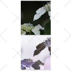 蛍石のhydrangeas ソックス