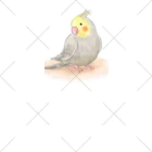 まめるりはことりのオカメインコ　シナモン【まめるりはことり】 ソックス