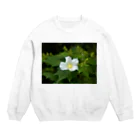 hiroki-naraの芙蓉 DATA_P_130　Confederate Rose ハスの花の古名 Crew Neck Sweatshirt