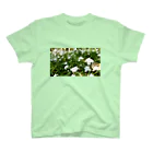 やまとねこのシャガの花畑 スタンダードTシャツ