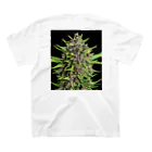 Master 黒崎の大麻裏A スタンダードTシャツの裏面