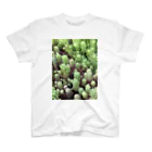 piroskaの野生の多肉植物 スタンダードTシャツ