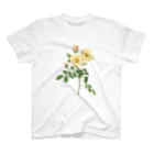 古書　天牛書店の薔薇図鑑より＜ボタニカルアート＞ スタンダードTシャツ