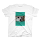 フリー素材おきなわグッズショップの隙間から顔を出す犬 スタンダードTシャツ