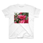 fun timeのPink camelia blooming カメリア スタンダードTシャツ