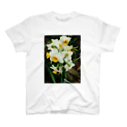 hiroki-naraの水仙　スイセン　DATA_P_100　春　spring スタンダードTシャツ