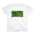 ナナホシ店舗の毬藻苔 スタンダードTシャツ