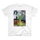 Mokemoke-bigfishのAlbuca concordiana アルブカ コンコルディアナ スタンダードTシャツ