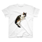 とある三匹の猫のねむる猫 スタンダードTシャツ