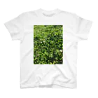 涅槃ねこの草 スタンダードTシャツ