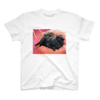 かねこまの寝る犬 スタンダードTシャツ