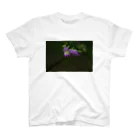 5/8kのErigeron philadelphicus スタンダードTシャツ