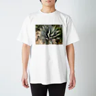 PalmHealingのアガベ スタンダードTシャツ