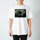 Hal.succulets forestの多肉植物 ハオルチア スタンダードTシャツ