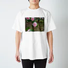 fun timeのPale pink camelia blooming　カメリア スタンダードTシャツ