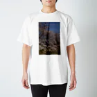 hiroki-naraの満開の桜 スタンダードTシャツ