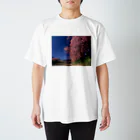 landscapeの早咲きの桜 スタンダードTシャツ