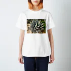 PalmHealingのアガベ スタンダードTシャツ