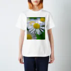 望美【写真】のヒメジョオン Regular Fit T-Shirt