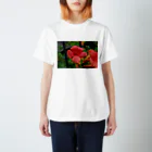 ドローイングGalleryの花　ノウゼンカズラ スタンダードTシャツ