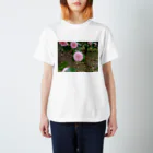 fun timeのPale pink camelia blooming　カメリア スタンダードTシャツ