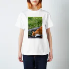 シッポ追いの猫写真店のロックオン！ スタンダードTシャツ